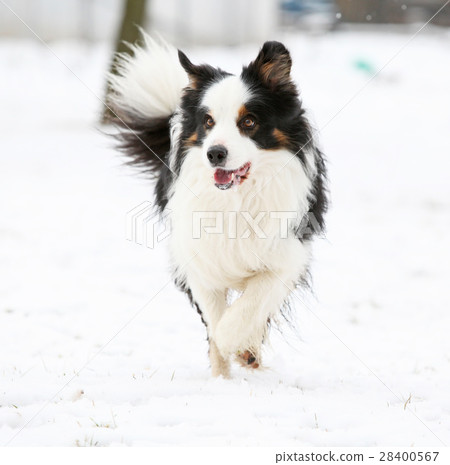 Border collie running Border collie running 28400567