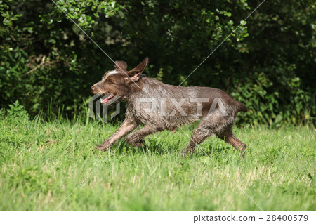 Wire-haired Pointing Dog running Wire-haired Pointing Dog running 28400579