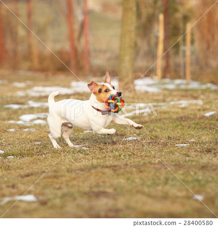 Jack russell terrier moving in winter Jack russell terrier moving in winter 28400580
