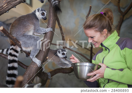 Catta lemur on a tree branch at the zoo Catta lemur on a tree branch at the zoo 28400893