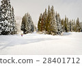 Skiers on a groomed trail with snow covered trees, 28401712