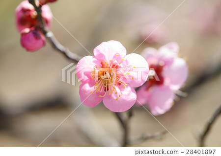 梅花（冷紅梅） 28401897