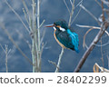 Kingfisher 28402299