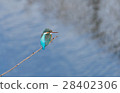 Kingfisher 28402306