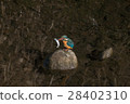 Kingfisher small fish capture 28402310