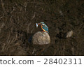 Kingfisher small fish capture 28402311