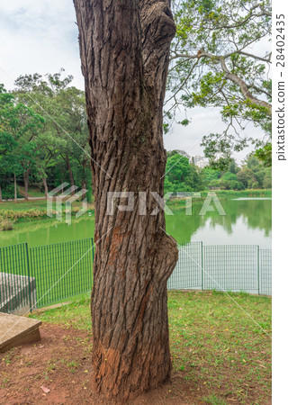 Tree bark detail at the Aclimacao Park Sao Paulo 28402435