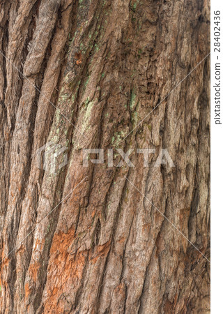 Tree logs at the Aclimacao Park in Sao Paulo 28402436
