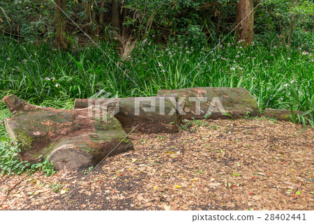 Forest at the Aclimacao Park in Sao Paulo 28402441
