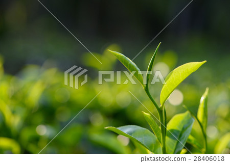 28406018