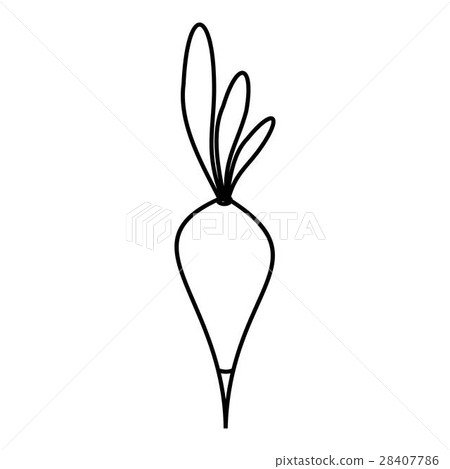 Vegetable radish icon, outline style Vegetable radish icon, outline style 28407786