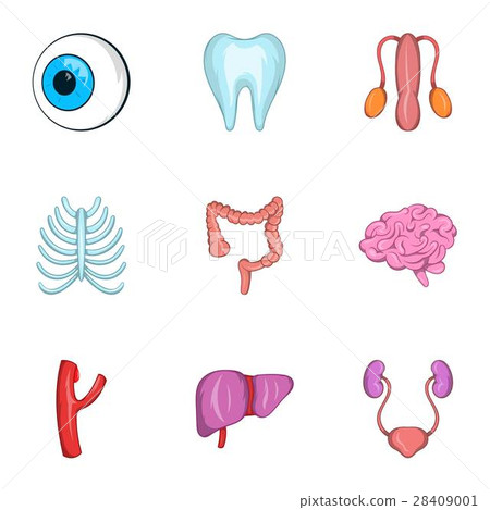 Structure of human icons set, cartoon style Structure of human icons set, cartoon style 28409001