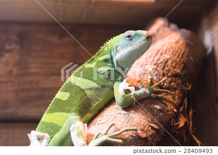 iguana reptile