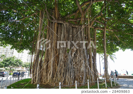 夏威夷樹木 夏威夷樹木 28409863