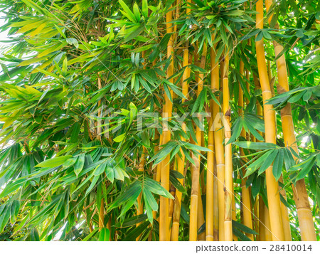 Cluster of asian bamboo space for text Cluster of asian bamboo space for text 28410014
