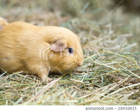 Guinea pig find food on grass. space for text Guinea pig find food on grass. space for text 28410015
