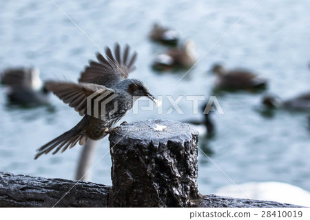 Brown fish eating bread Brown fish eating bread 28410019