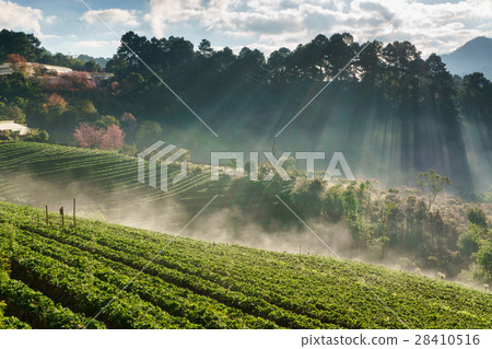 Misty morning sunrise in strawberry garden 28410516