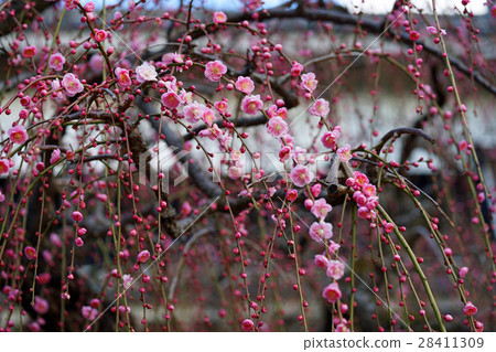 Dangling plum 28411309