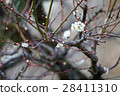 Plum blossom  28411310