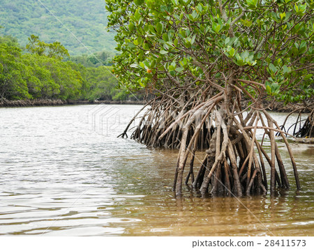 Mangrove Hirugi Fukitsugawa, Ishigaki, Okinawa Prefecture Mangrove Hirugi Fukitsugawa, Ishigaki, Okinawa Prefecture 28411573