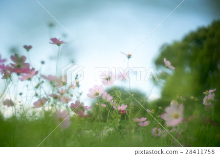 Taking a picture with old lens Soft cosmos field at Nagai Botanical Garden (landscape in Osaka) 28411758