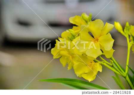 Nerium oleander Nerium oleander 28411928