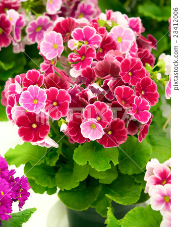 Primula's flower 28412006