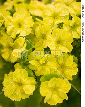 報春花的花 28412008