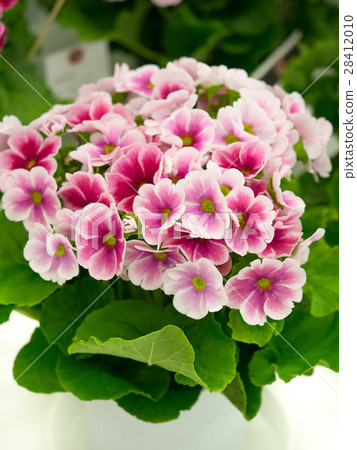 報春花的花 28412010