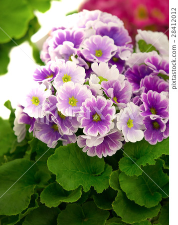 報春花的花 28412012