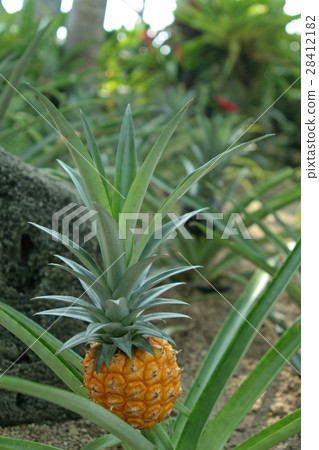 pineapple  28412182