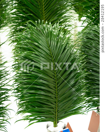 Phoenix leaves 28412195