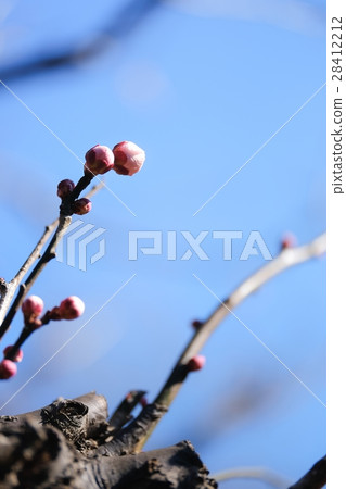 Bud of plum (10) Bud of plum (10) 28412212