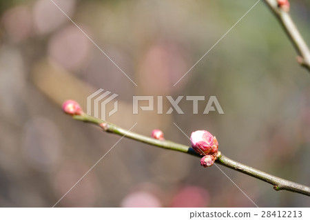 Bud of plum (11) 28412213
