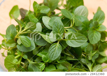 Herb peppermint 28412360