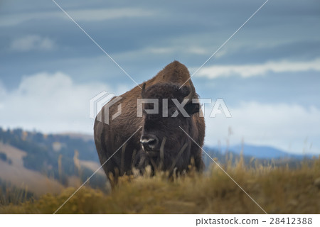 Wild Bison in the park Wild Bison in the park 28412388