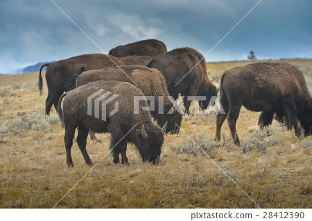 Wild Bison in the park 28412390