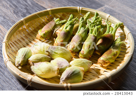 鱈魚和Fuquinotto的芽 28413043