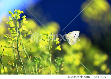 Shabbits and Butterflies Shabbits and Butterflies 28413078