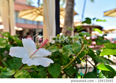 夏威夷的假期 夏威夷的假期 28413085