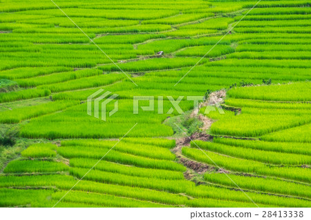 Green Terraced Rice Field in Chiang Mai, Thailand 28413338