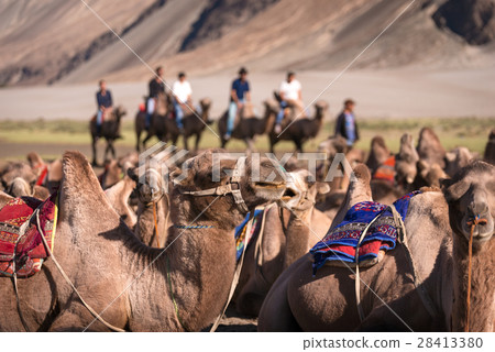 Camel safari at Hundar sand dunes in Nubra Valley 28413380