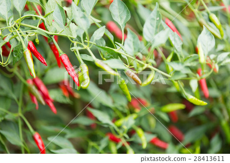  Red peppers 28413611