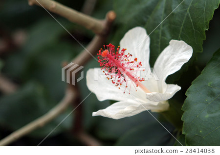 芙蓉·威美亞 28414038