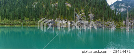 Panorama of dead trees in Lake Kaindy Panorama of dead trees in Lake Kaindy 28414471