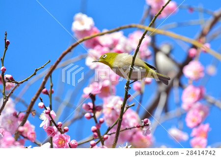 Plum blossoms and mezzo (N) Plum blossoms and mezzo (N) 28414742