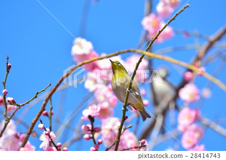 Plum blossoms and mezzo (N) Plum blossoms and mezzo (N) 28414743