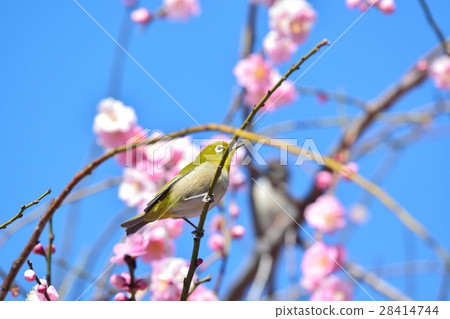 Plum blossoms and mezzo (N) Plum blossoms and mezzo (N) 28414744