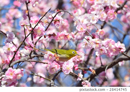 Plum blossoms and mezzo (N) Plum blossoms and mezzo (N) 28414745
